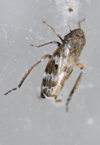 Réf. 294 881 : Sardius argus